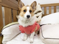 허니수니 강아지 단가라 프릴 민소매 S-2XL 3XL 애견 웰시코기 옷 중형견 나시 : 허니수니