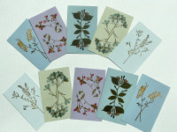 드라이플라워 땡큐카드/ 꽃그림 미니카드 감사카드 압화 누름꽃 : SIMPLY LEAF