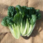 채소팜 다채 300g 비타민채소 : 채소팜