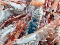 2023년 선동 딱새우 3-6월 시즌판매 1kg 왕 20미, 특대 28미, 대 40미 : 명천냉동수산
