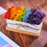 무지개 스칸디아모스 천연이끼 공기정화 음지 식물 화분 : 꽃순이가