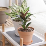 교실화분 실내용 분갈이용 학교 유치원 거실용 화분 : ww-mall