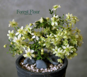 [단품] 녹화 상록으아리, 꽃나무, 야생화, 빈티지 토분 세트, Forest Floor : Forest Floor