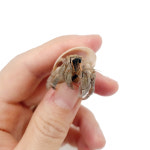 애완 러그  소라게 키우기 (미니) 1마리 : 센트럴곤충생태농장