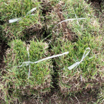 한국잔디 중지 18cm 20장 들잔디 산소 떼잔디 천연잔디 : 왁스콜렉션