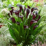 카라 구근 특선 칼라 여름 꽃 오리지널 : 식물마켓