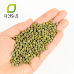 국산 햇 녹두 숙주콩 콩나물콩 500g : 자연닮음