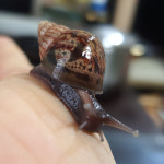 달팽이키우기 백와(2~3cm) 아프리카왕달팽이 : 양평달팽이농장