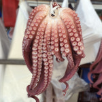 구구수산 포항수협지정중매인99번 동해안 자숙 참문어 피문어 숙회 1kg 5kg 10kg : 구구수산