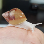 달팽이키우기 백와(2~3cm) 아프리카왕달팽이 : 양평달팽이농장
