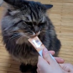 짜먹는 비타민 C 모찌네 원츄 연어, 15g, 30개 : 모찌네