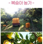 임실 따담 복숭아즙 100ML , 30포, 건강즙 , 국내산 100% : 에덴건강푸드