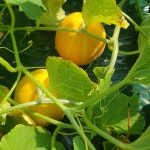 성주참외 아삭달콤 황짱 유기농참외 5kg : 성주다정농원