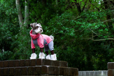 알파아이콘 2021 30%세일 레인독가드 강아지 우비(2XL-핑크) : 멍스컴퍼니