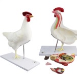 [CSL정품]닭 해부학 모형, 닭 근육모형, 닭 내장기 모형, 수의사, 수의학과, 동물병원, 양계 : 해부학마켓