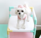 강아지 고양이 봄옷 삐약삐약 원피스 모자 셋트 : 하비펫하우스