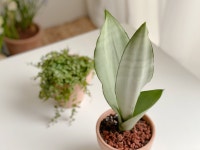 문샤인 산세베리아 키우기 쉬운 공기정화 식물 화분 : 플래니스트