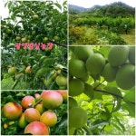  예약중 청매실,홍매실 GAP인증(청매실 6월6일 이후 순차발송,홍매실 6월20일이후 순차발송) : 광양매실단감대봉 밤실농장