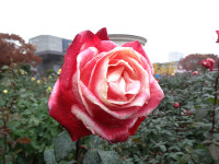 아름다운 복색 사계유럽땅장미 노스텔지아(노스텔자) 판매 합니다 : 남림원예종묘