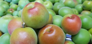  예약중 청매실,홍매실 GAP인증(청매실 6월6일 이후 순차발송,홍매실 6월20일이후 순차발송) : 광양매실단감대봉 밤실농장