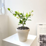 집에서 키우는 열매가 달리는 오렌지레몬나무 기본포트 식물 키우기 화분 : 꿈을심는정원