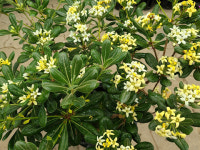 만리향(아주좋은향).상태굿.향기아주좋습니다.만리향은 꽃이 만리까지 간다고 만리향이라고합니다.남부지역에서 노지월동가능. : 꽃천지