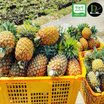 (묶음 배송) 국산 무농약 파인애플 거제피네농장 1박스 6개 5개 4개 친환경 고품격 로컬 파인애플 : 피네 PINE