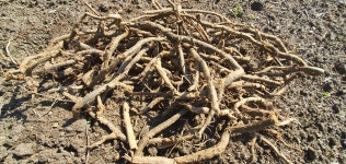 지리산 고사리종근 먹고사리 뿌리 모종용 묘목 농사 고사리재배 10kg, 20kg 정영농장 : 지리산 정영농장