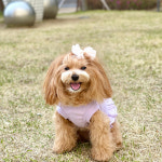 반려 강아지 데일리 옷 쁘앙 크롭 프릴 티셔츠 티 : 쏭퍼피