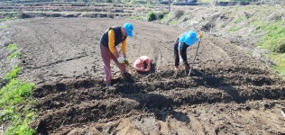 지리산 고사리종근 먹고사리 뿌리 모종용 묘목 농사 고사리재배 10kg, 20kg 정영농장 : 지리산 정영농장