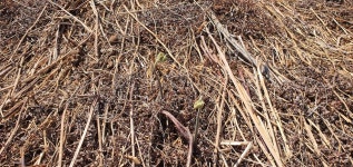 지리산 고사리종근 먹고사리 뿌리 모종용 묘목 농사 고사리재배 10kg, 20kg 정영농장 : 지리산 정영농장