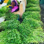 [해인들농장] 지하200m 천년암반수로 키운 해인들 청정미나리800g : 해인들농장