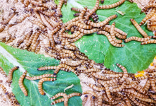 살아있는 슈퍼밀웜 30+30마리 : 밀웜나라 곤충농장