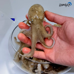 국내산 활쭈꾸미 1kg / 봄제철쭈꾸미 알쭈꾸미 볶음용 샤브샤브용 쭈꾸미도소매 : 은혜수산몰