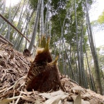거제 2026년 햇 식용 맹종 데친 죽순 1kg 500g 냉장 개별포장 대나무 순 맹종죽 : 더맛봄