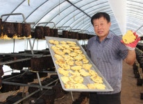 장수 상황버섯 200g 선물 : 장수영지상황버섯농장