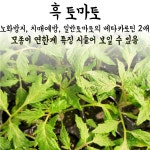 방울토마토 모종 2개 당도높은 토마토 키우기 텃밭 채소 화분 식물 : 청년모종