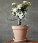 애기사과, 사과나무, 과실수, 유실수, 꽃나무, 이태리 토분 세트, 화분 Forest Floor : Forest Floor