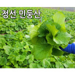곰취나물 4kg 강원도 정선 민둥산 노지재배 곰취 생곰취 : 싱싱마루
