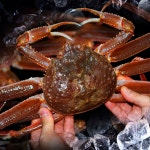 국내산 제철 자숙 홍게 5마리 1.5kg 포항 구룡포 붉은 택배 시세 싯가 라면 해산물 : 에브리씽픽