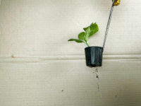 [우계농원] 모종 키우기 화분세트 (5개 1set) (품절) : 우계농원