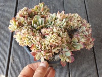렉서스철화 단품 Echeveria Lexus 다육 다육이 다육식물 수암다육 Succulent Crested 반려식물 고급식물 국민다육 : 수암다육농장