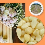 갑천농부마켓 | 25년 국내산 합천 깐마늘 5kg 10kg / 농부갑부 : 합천파머스