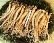 금산인삼 삼계삼 4-6년근 750g 소삼계/중삼계/대삼계 : 금산손가네인삼