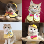 강아지 유치원 명찰 케이프 고양이 스카프 애견 대형견 액세서리  노랑 : 모모스페이스