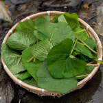 둔지터 농장 산나물 곰취 1kg : 천이농산