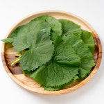 둔지터 농장 산나물 곰취 1kg : 천이농산