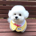 강아지 유치원 명찰 케이프 고양이 스카프 애견 대형견 액세서리  노랑 : 모모스페이스