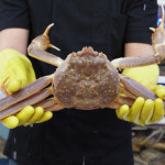 살아있는 활 박달대게 스노우크랩 1마리 800g-1.6kg 생물 킹크랩 꽃게 대게 배달 : 더쏠