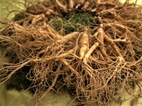 금산인삼 난발삼 콩난발 26-30뿌리(750g) 4-6년근 : 금산손가네인삼